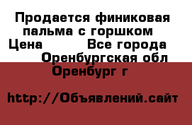 Продается финиковая пальма с горшком › Цена ­ 600 - Все города  »    . Оренбургская обл.,Оренбург г.